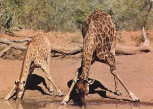 ZA, Giraffen, Wasser saufen