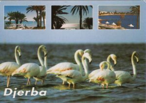 TN, Djerba, Flamingo, Strand