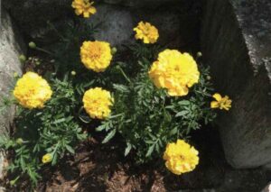 CH, Tagetes, Blumen gelb