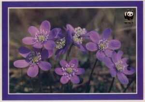 FI, Leberblümchen violette