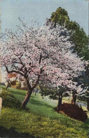 CH, Baum in Blüte