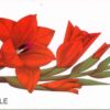 DE, Telecom, Blumen, 12DM, Gladiole