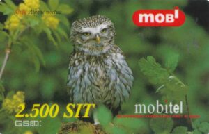 SI, mobi, 2500, Steinkauz, Athene nochua