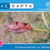 GR, OTE, €4, Orchidee Serapias orientalis