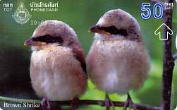 TH, TOT, Tiere, 050, Vögel Brown Shrike
