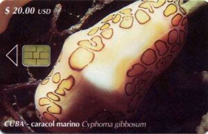 CU, etecsa, Tiere, $20usd, Cyphoma gibbosum